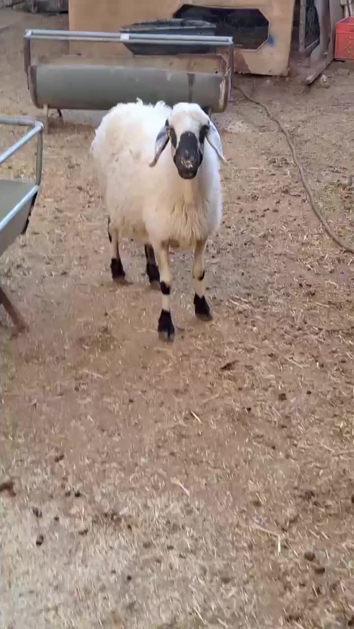 دو میش و بز|حیوانات مزرعه|بیرجند, |دیوار