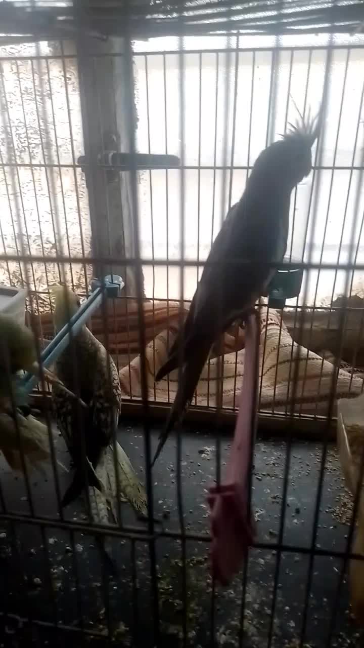 جفتعروسوجفتمرغ عشق|پرنده|تربت جام, معدآباد|دیوار