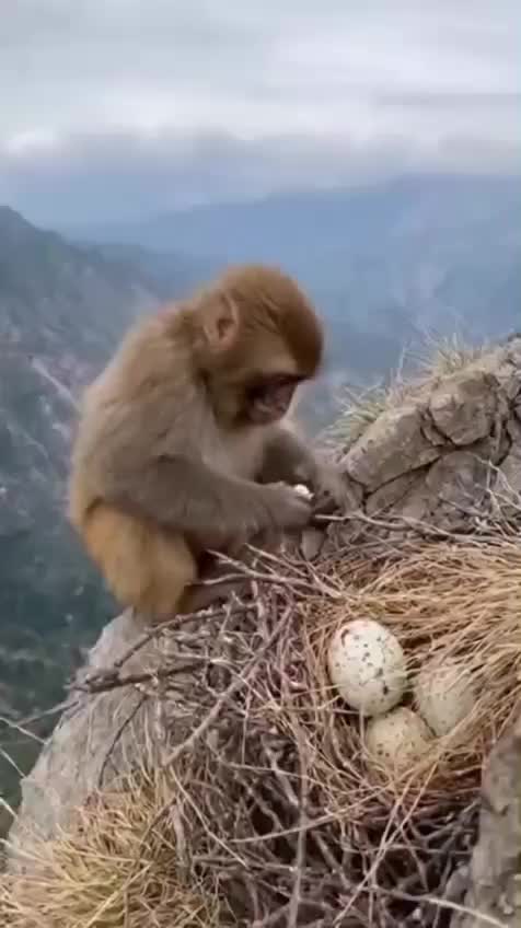 شهاب سنگ|کلکسیون اشیاء عتیقه|یاسوج, |دیوار