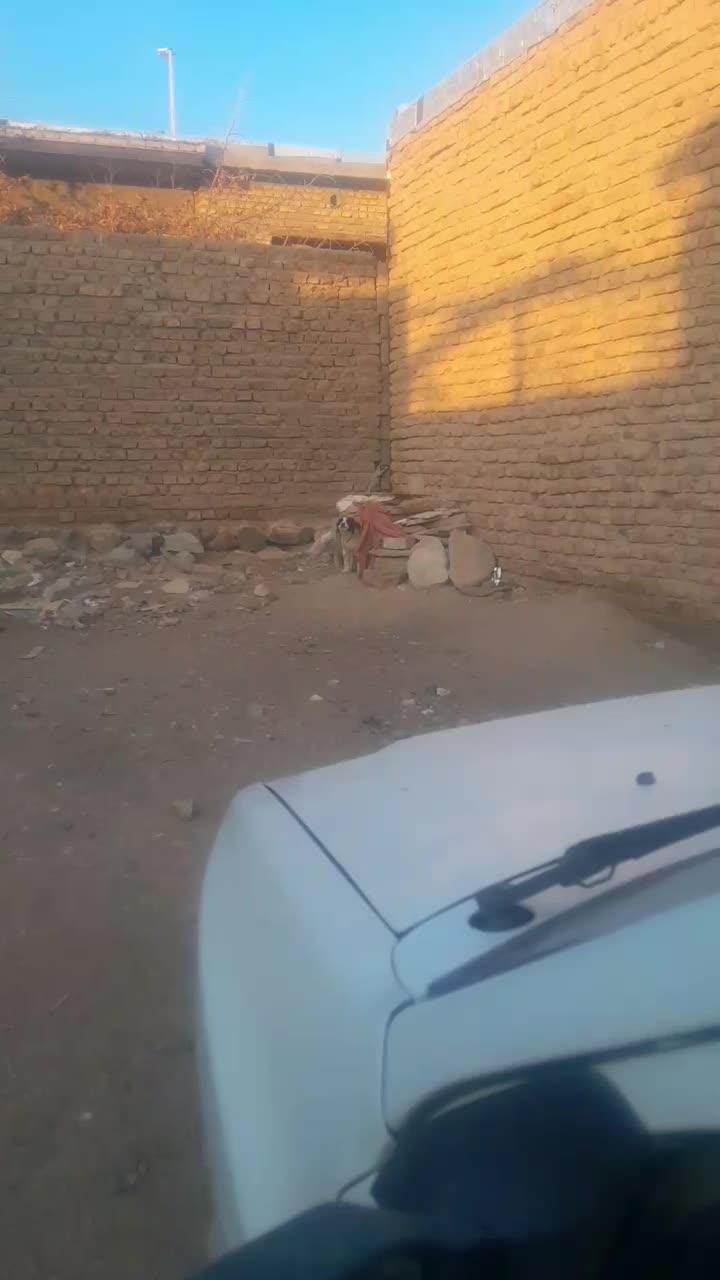 واگذاری توله|سگ|بیرجند, |دیوار