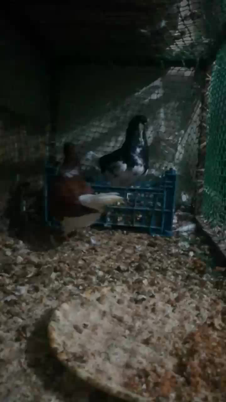 کبوتر خوش رنگ و یالی|پرنده|برازجان, |دیوار