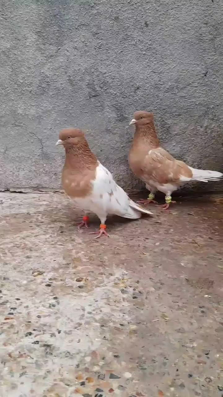 جفت کله زرد|حیوانات|بجنورد, |دیوار