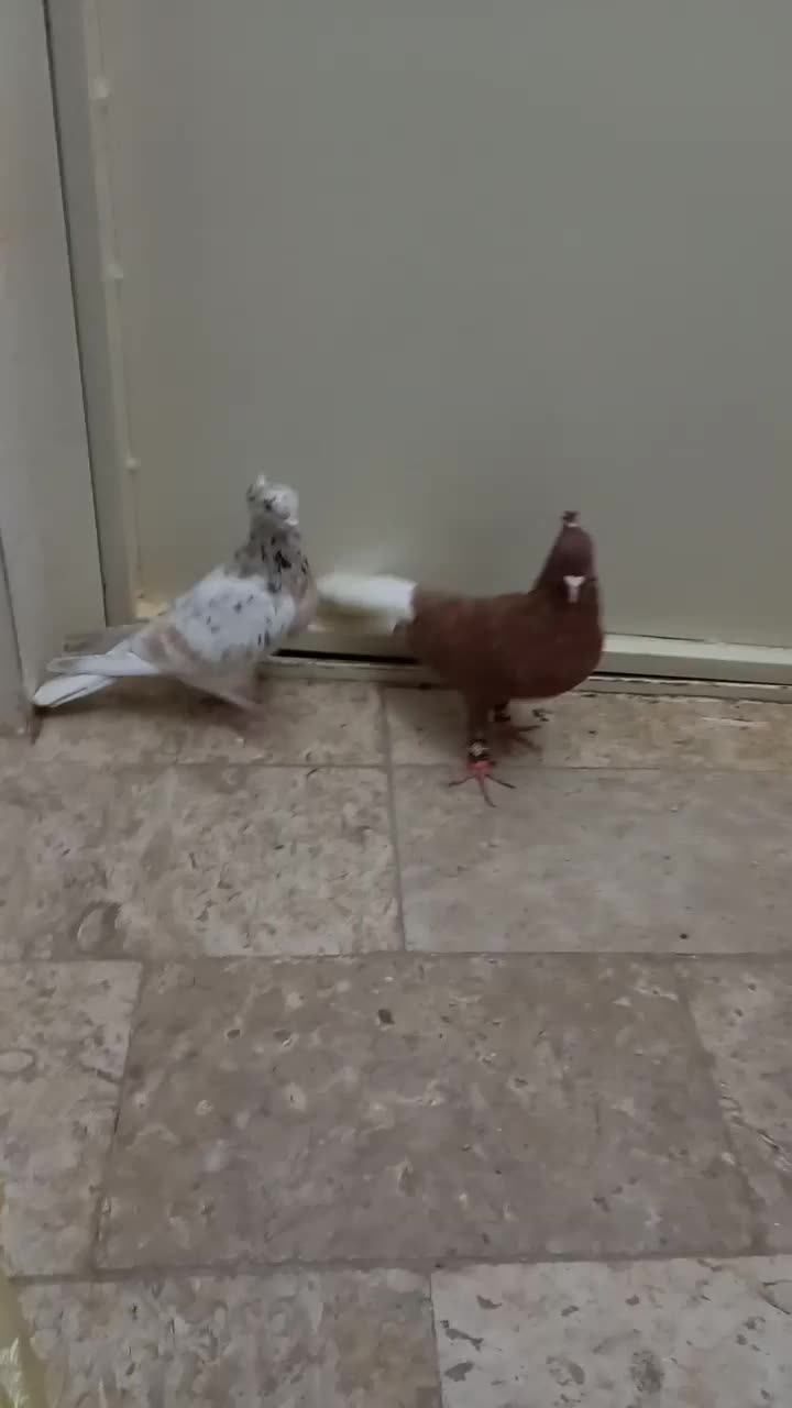 کفتر سرخ دم سفید نر و هفرنگ ماده|پرنده|سبزوار, گلشن|دیوار