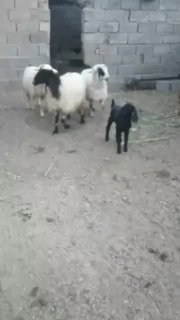 گوسفند|حیوانات مزرعه|ارزوئیه, |دیوار