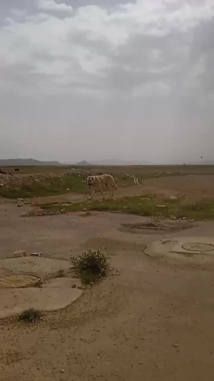 سگ سراب|سگ|کبودرآهنگ, |دیوار