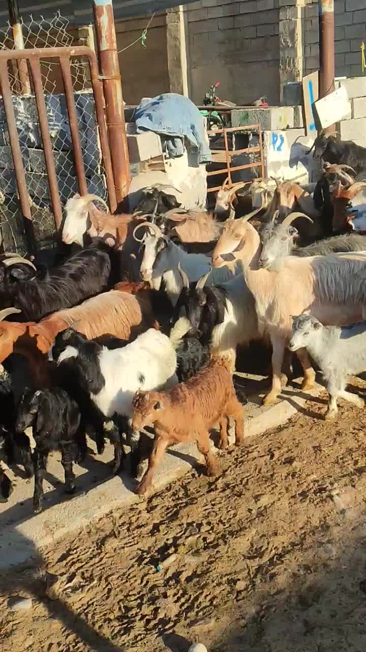 گله بز جوون|حیوانات مزرعه|بهبهان, |دیوار