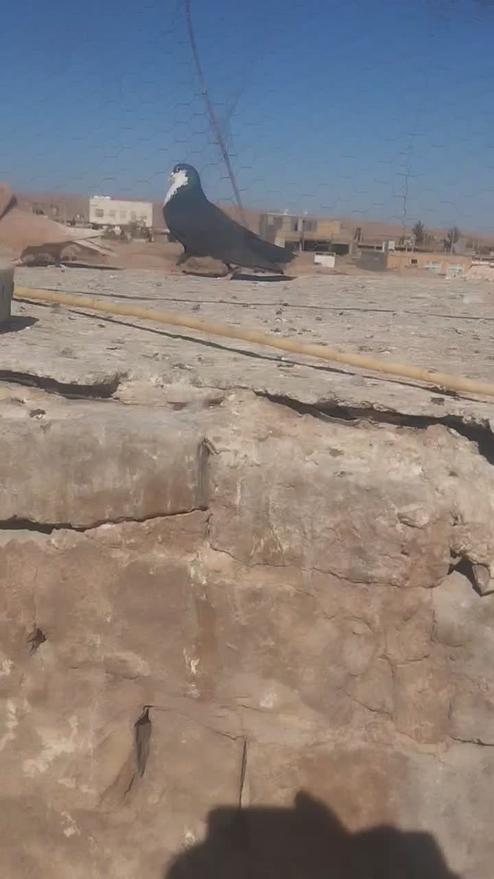 نر ماده ریش بی نظیر تکرار نشدنی پلاکی|پرنده|نیمبلوک, |دیوار