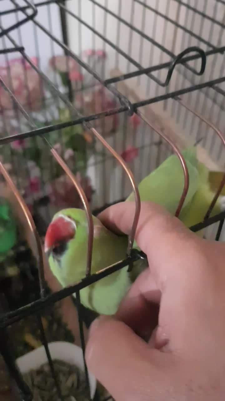 طوطی ملنگو بالغ مست مست|پرنده|فردیس, داوری|دیوار