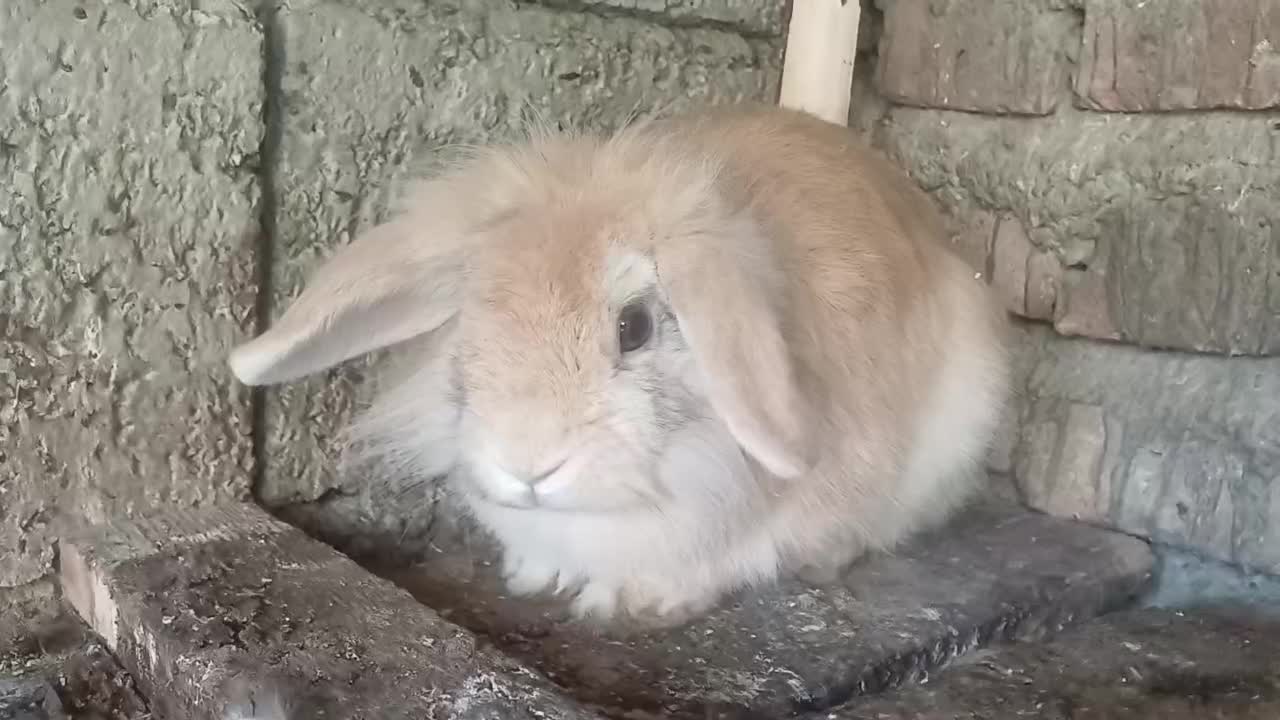 خرگوش ماده لوپ|موش و خرگوش|بابل, |دیوار