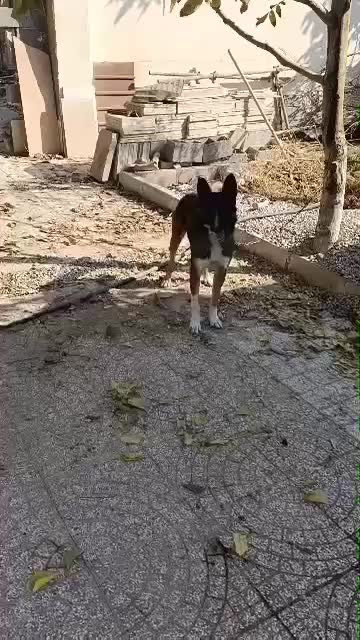 سگ نگهبان|سگ|چهارباغ, |دیوار