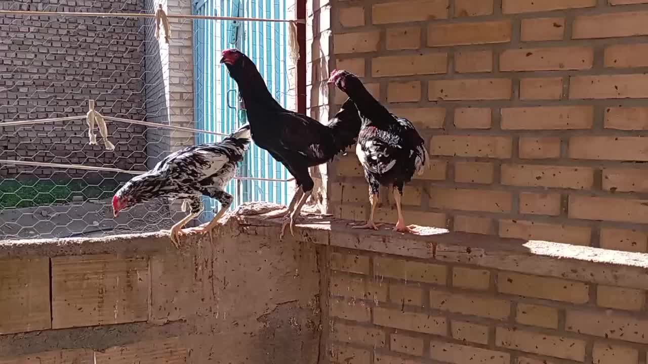 مرغ لاری|حیوانات مزرعه|جوادآباد, |دیوار