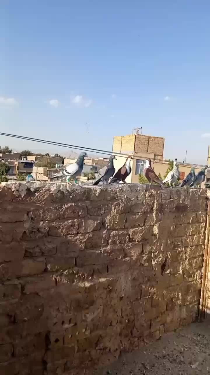 کفتر بوم|پرنده|تربت‌حیدریه, باغ سلطانی|دیوار