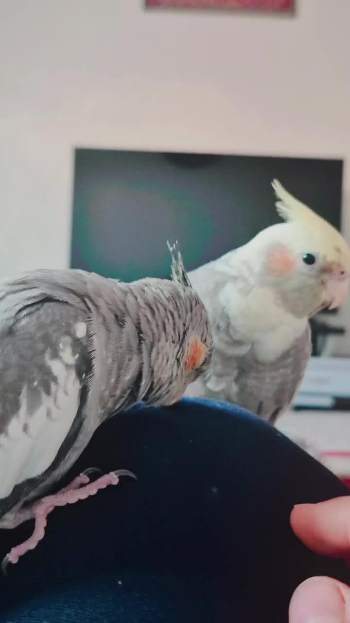 عروس هلندی|پرنده|بندر امام خمینی, |دیوار