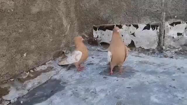 توافقی|پرنده|زرین دشت (فارس), |دیوار