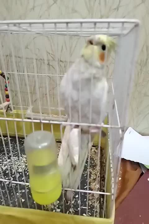 عروس هلندی|پرنده|مشهد, رضاییه|دیوار