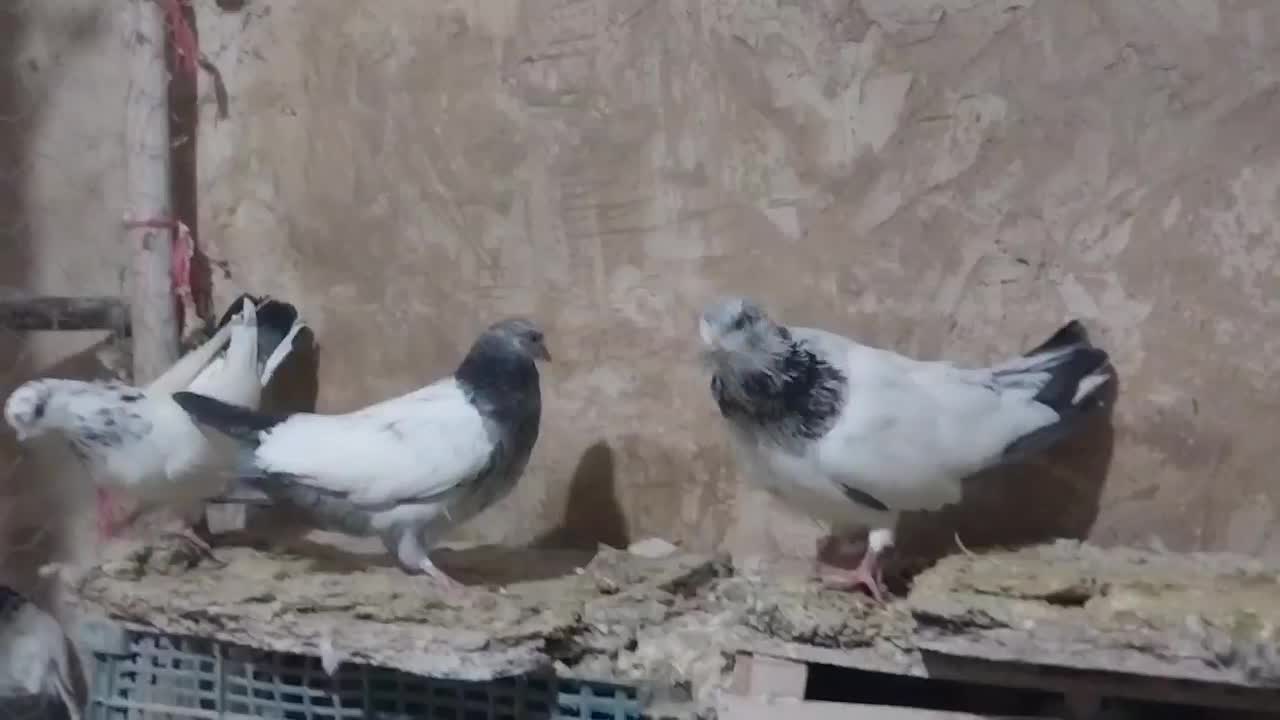 کفتر کله دمسبز|پرنده|نورآباد, |دیوار