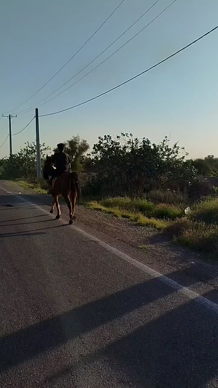 اسب کرد|اسب و تجهیزات اسب‌سواری|شمیل, |دیوار