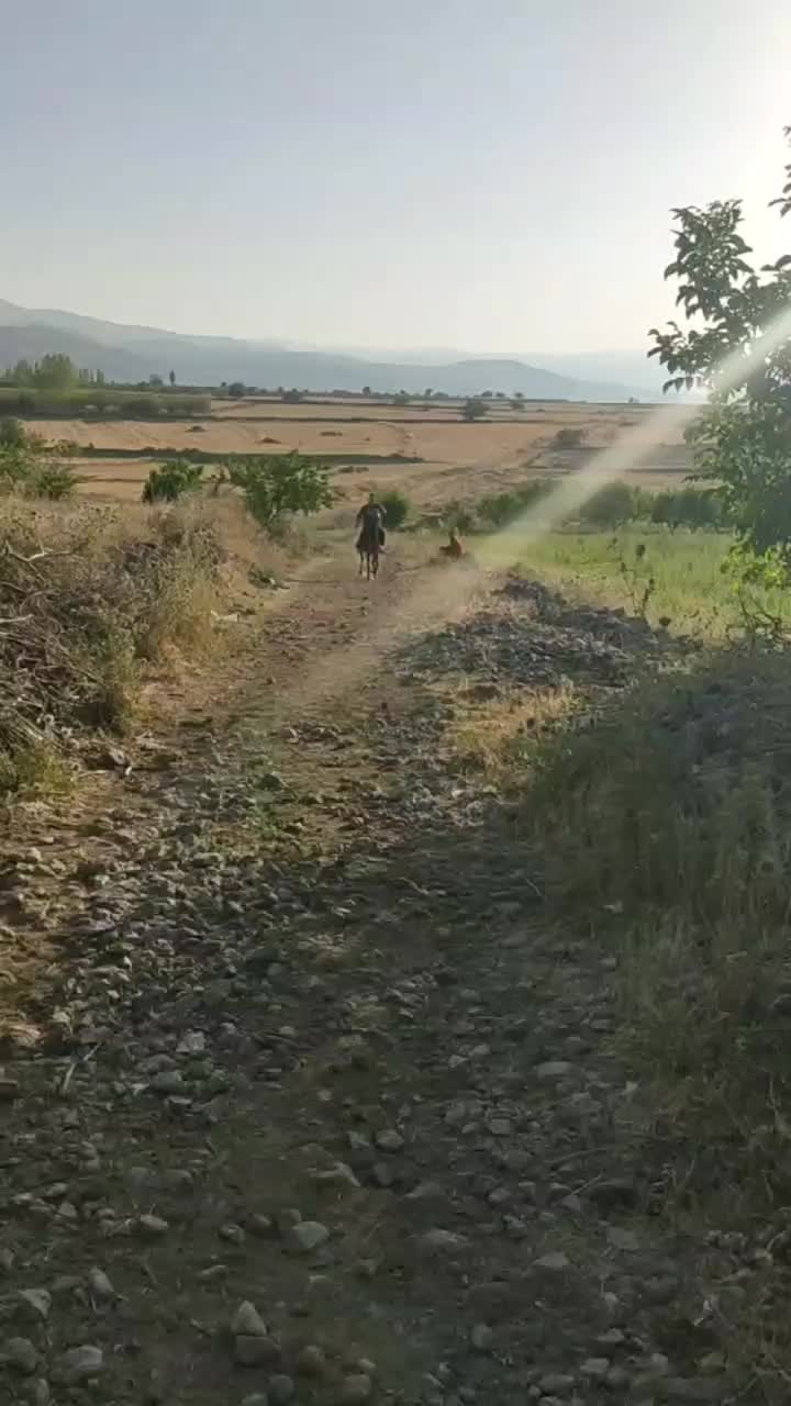 اسب مادیون|اسب و تجهیزات اسب‌سواری|اردبیل, |دیوار