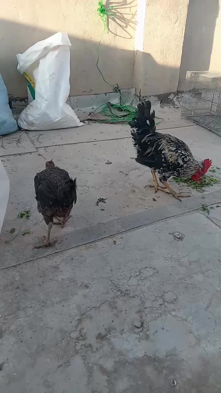 خروس ومرغ بومی وشمالی درجه 1|حیوانات مزرعه|برخوار, |دیوار