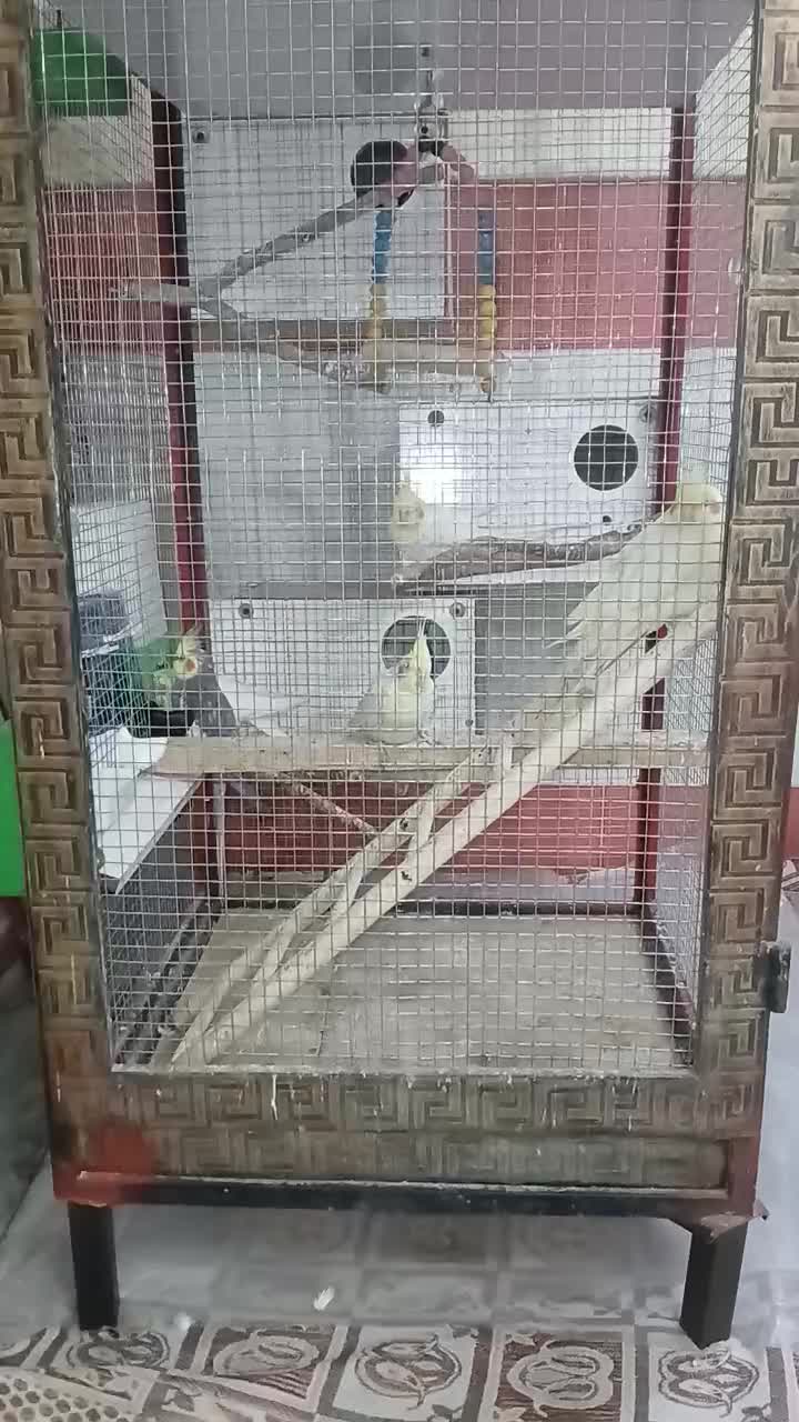 قفس با عروس هلندی وکوتوله|پرنده|قنوات, |دیوار