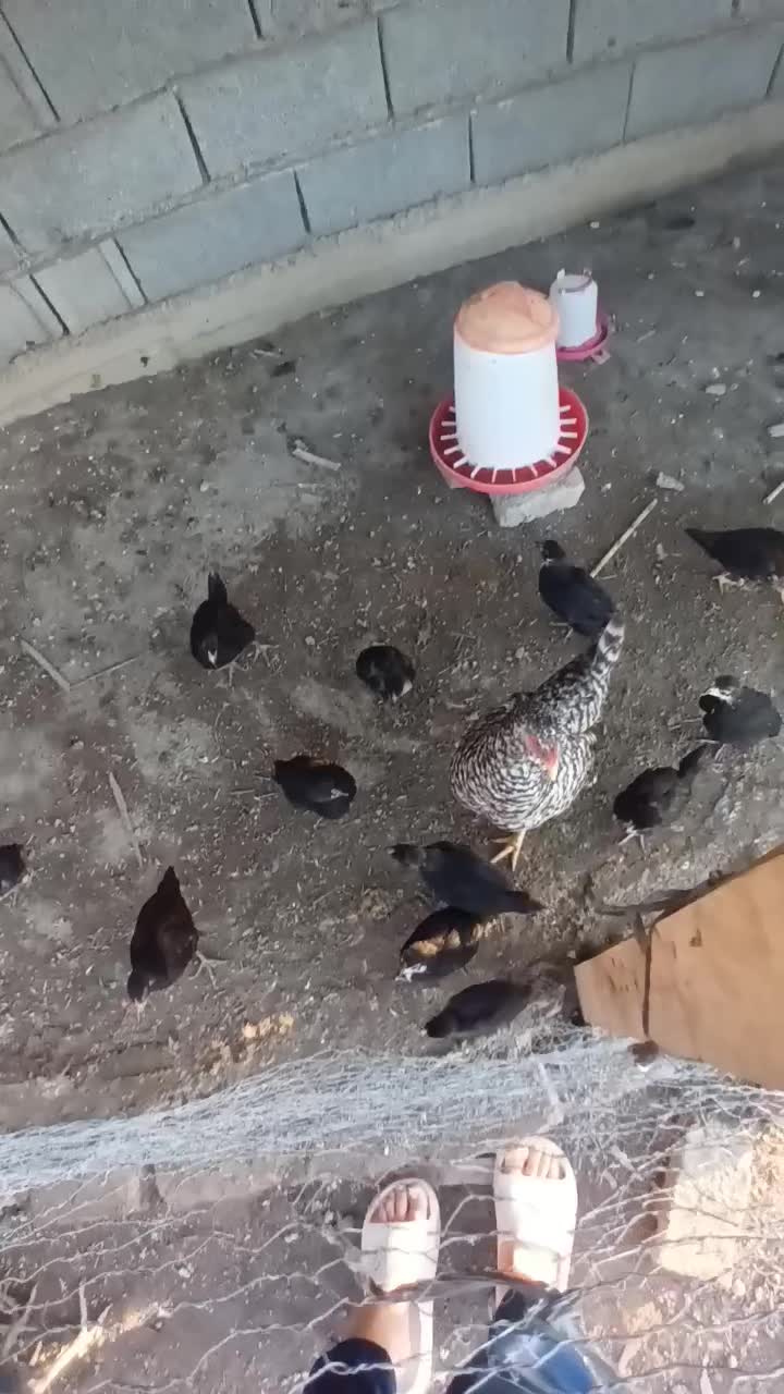 مرغ جوجه دار|حیوانات مزرعه|سیمین شهر, |دیوار