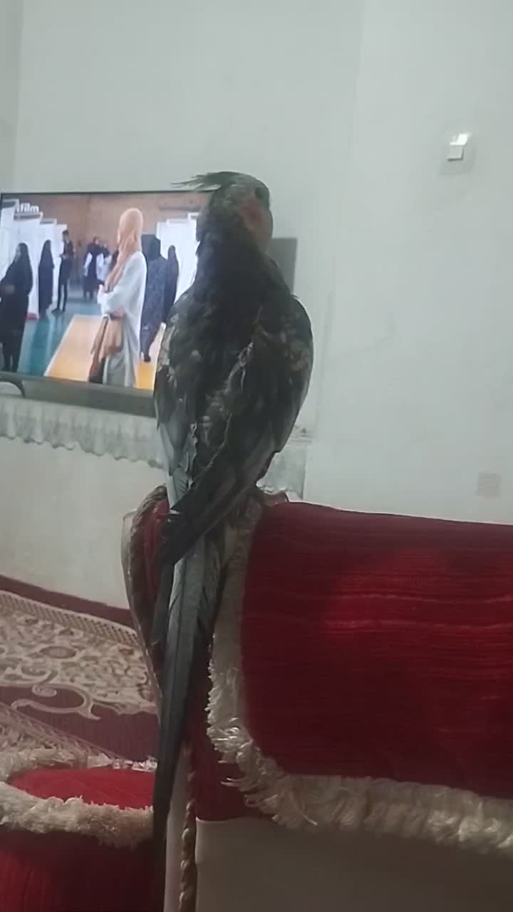 گمشده|حیوانات|شازند, |دیوار