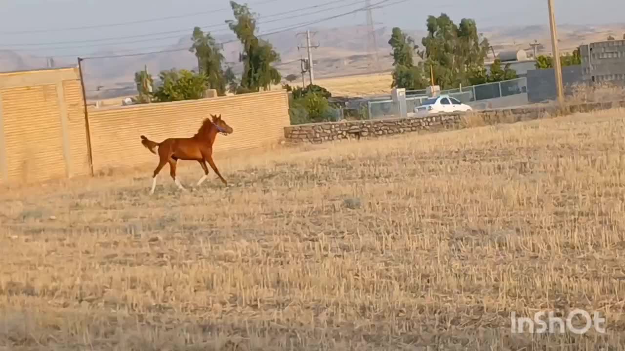 اسب نریون|اسب و تجهیزات اسبسواری|ایذه, |دیوار