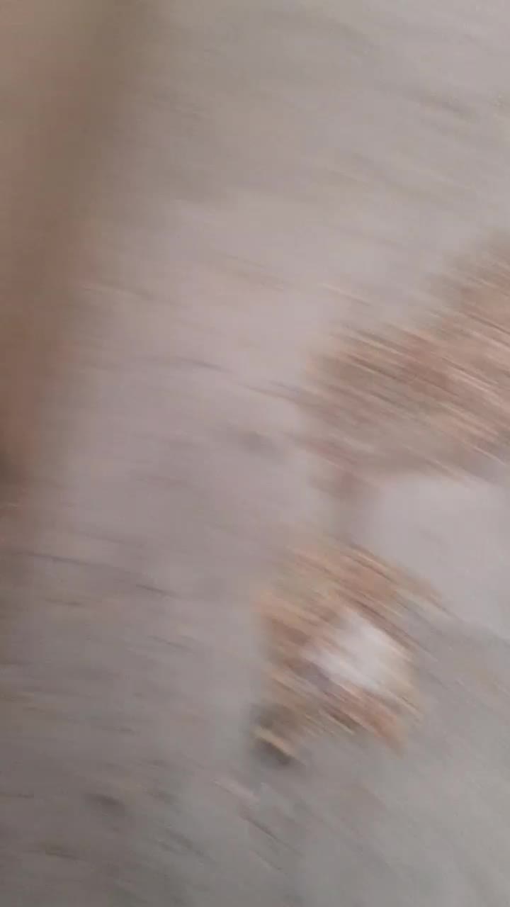 خانه اجاره ای|اجارهٔ خانه و ویلا|کامیاران, |دیوار