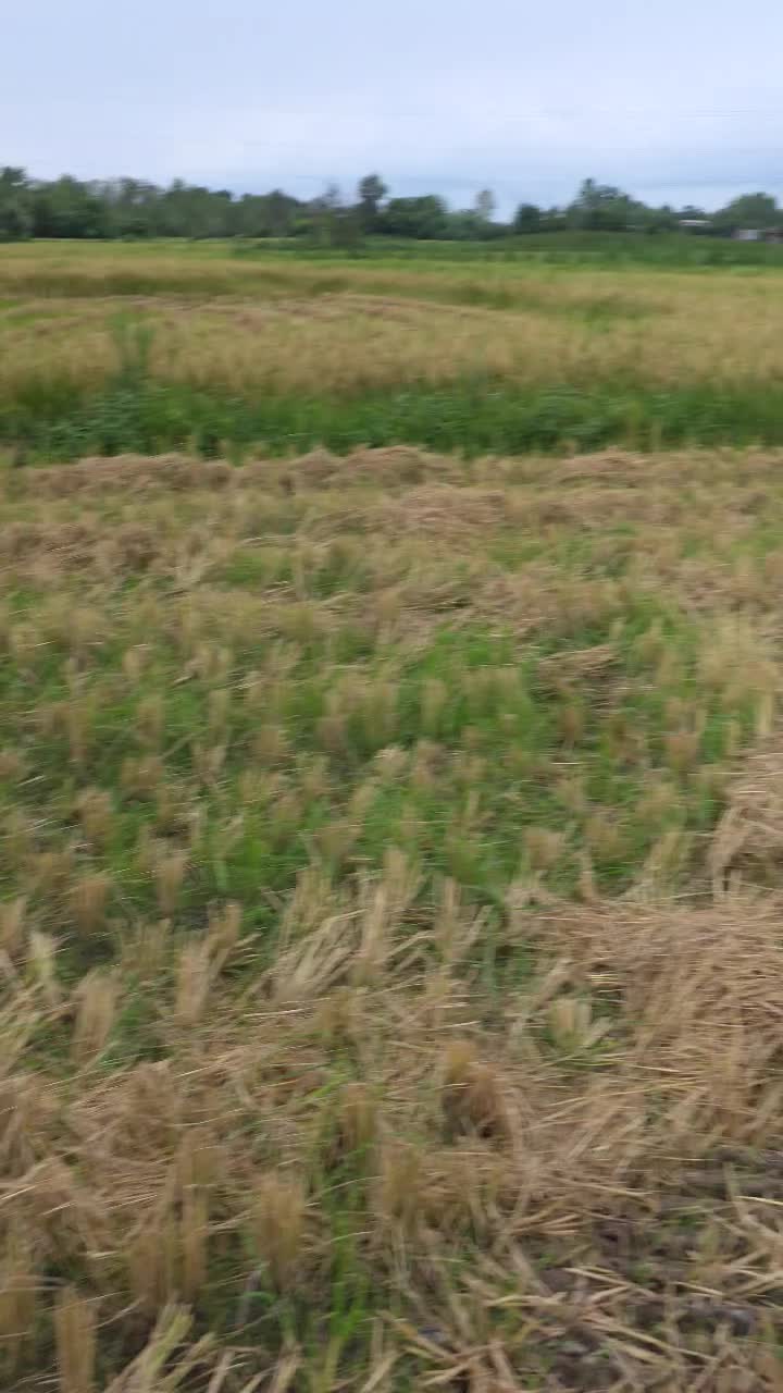 کدبرگر/زمین کشاورزی شالی۱۷هزارمتری بااستخرمعلمسازا|فروش زمین و ملک کلنگی|خشکبیجار, |دیوار