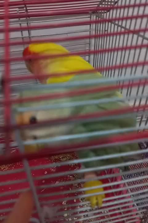 طوطی برزیلی|پرنده|پاکدشت, پاکدشت (مامازند)|دیوار