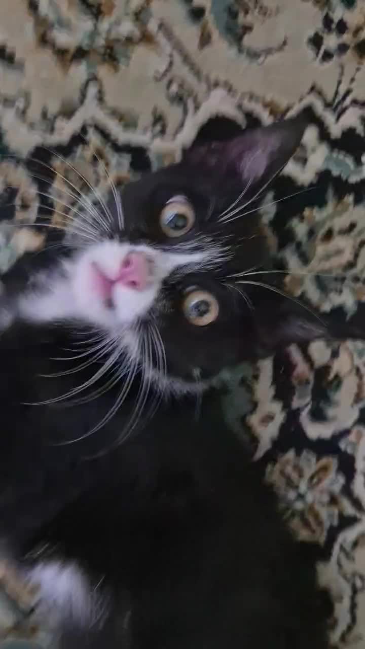 سرپرست مهربون واسه گربه ی خوشگل‌|گربه|کرج, کوی مهر|دیوار