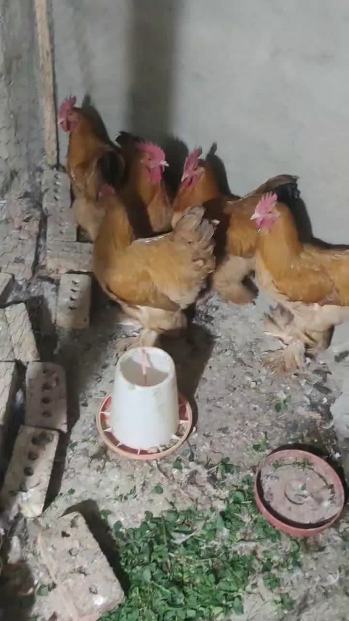 مرغ برهما طلایی|حیوانات مزرعه|مرند, |دیوار