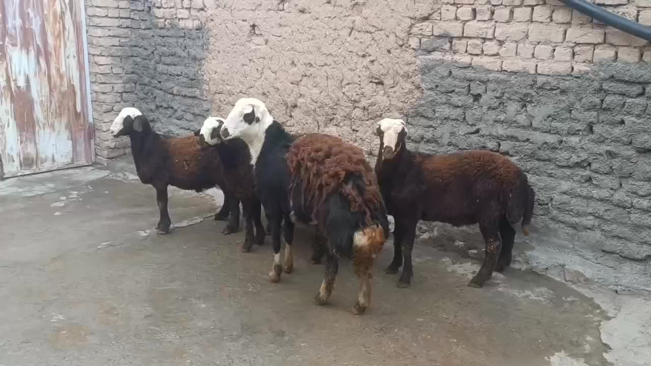 بره|حیوانات مزرعه|الیگودرز, |دیوار