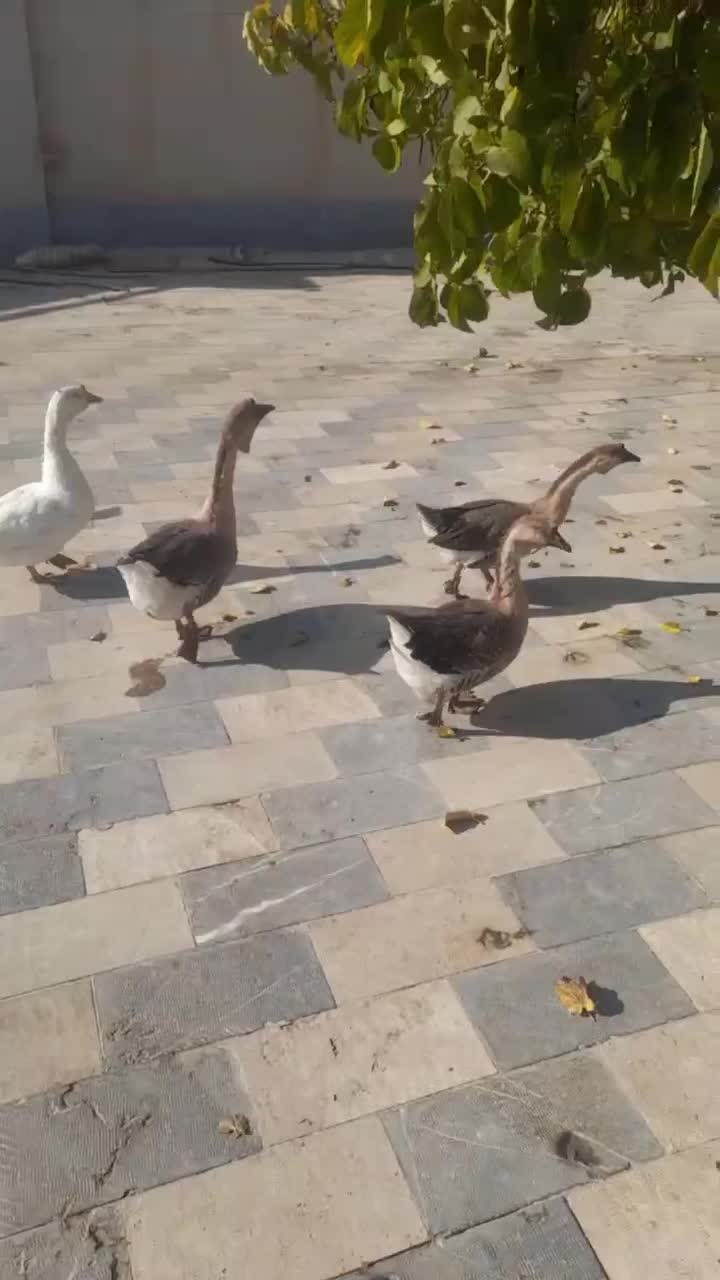 اردک اسراییلی|حیوانات مزرعه|محمدیه-قزوین, |دیوار