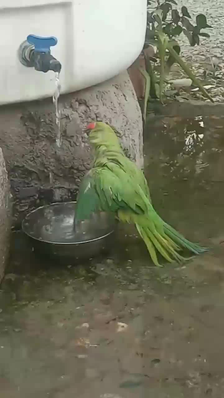 طوطی ملنگو|پرنده|جیرفت, |دیوار