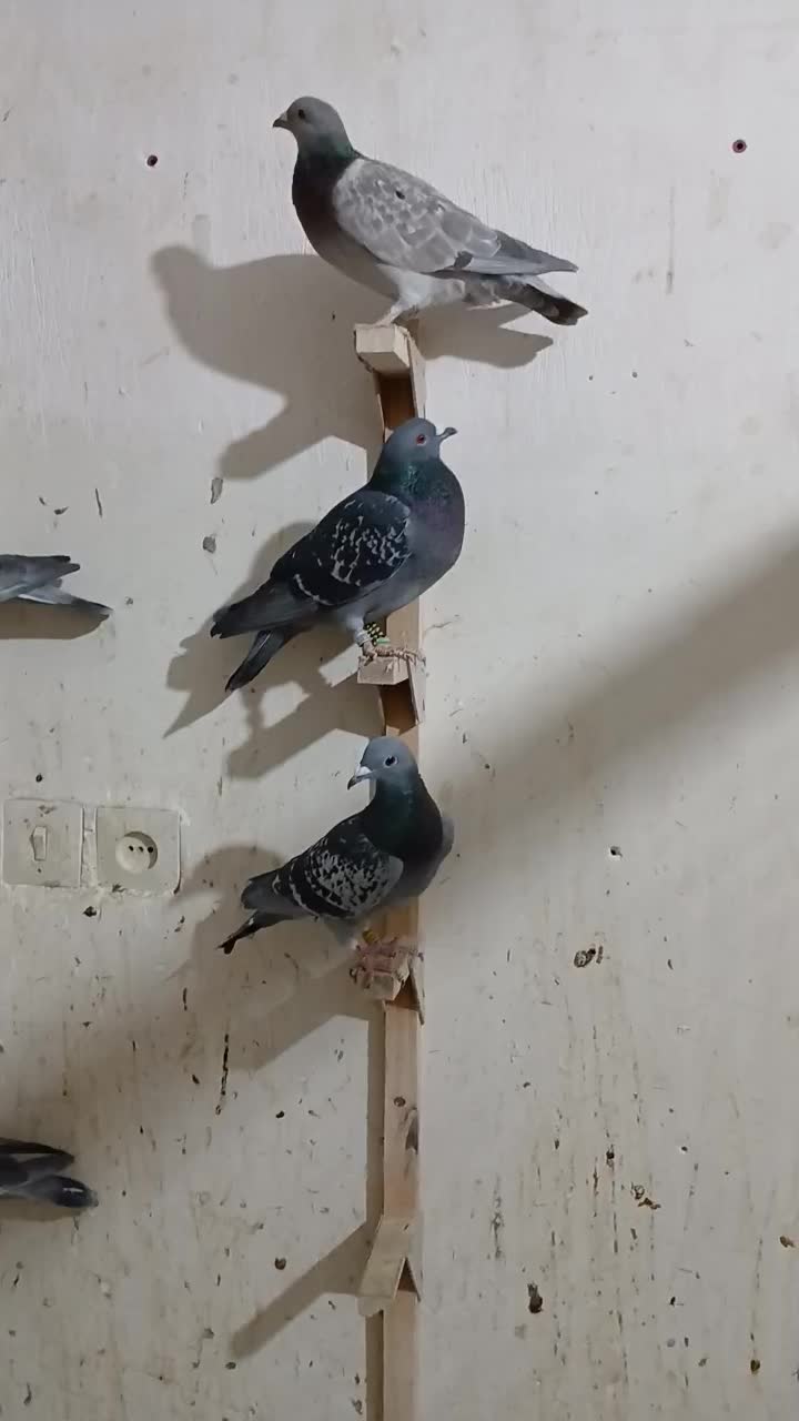 کفتر پلاکی و مسافتی وشناسنامه دار|پرنده|شیراز, شهرک زینبیه|دیوار