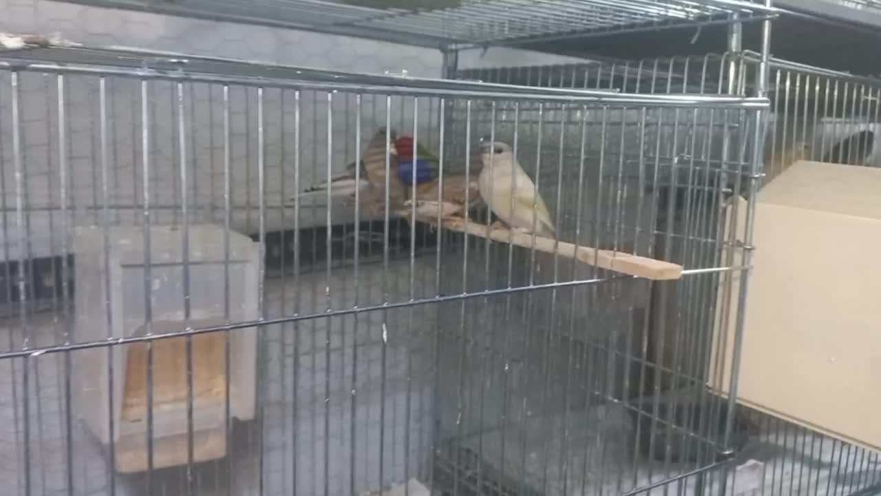 فنچ گلدین|پرنده|اسلام‌شهر, شهرک مفیدی|دیوار