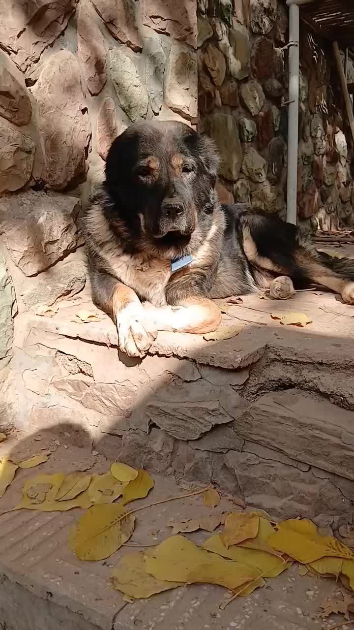 سگ قفقازی ماده نگهبان الابای سراب ژرمن|سگ|تهران, تهرانپارس شرقی|دیوار