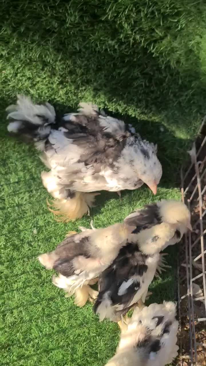 فروش جوجه برهمای بلک متلد|حیوانات مزرعه|سورک, |دیوار