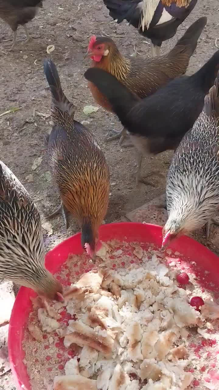 تخم نطفه دار مرغ اصیل لری تک رنگ|حیوانات مزرعه|کرج, اصفهانی‌ها|دیوار