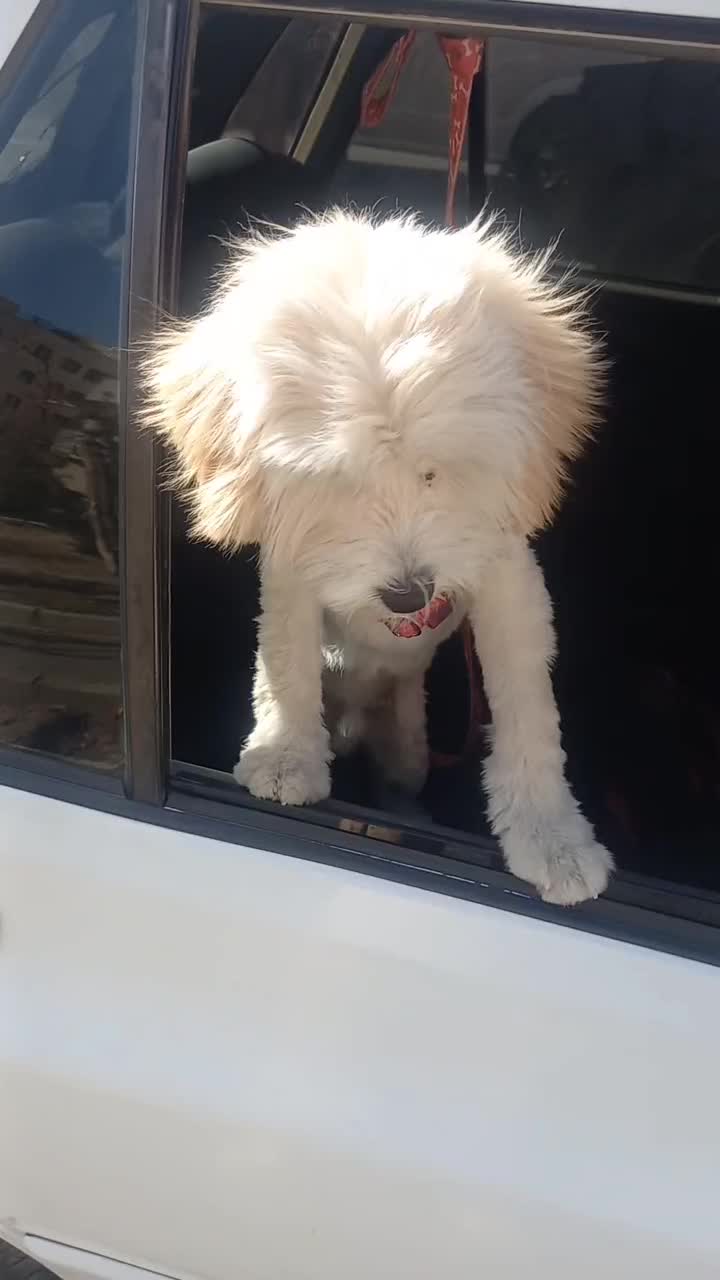 واگذاری سگ شتیزو|سگ|قدس, شهرک فرزان|دیوار