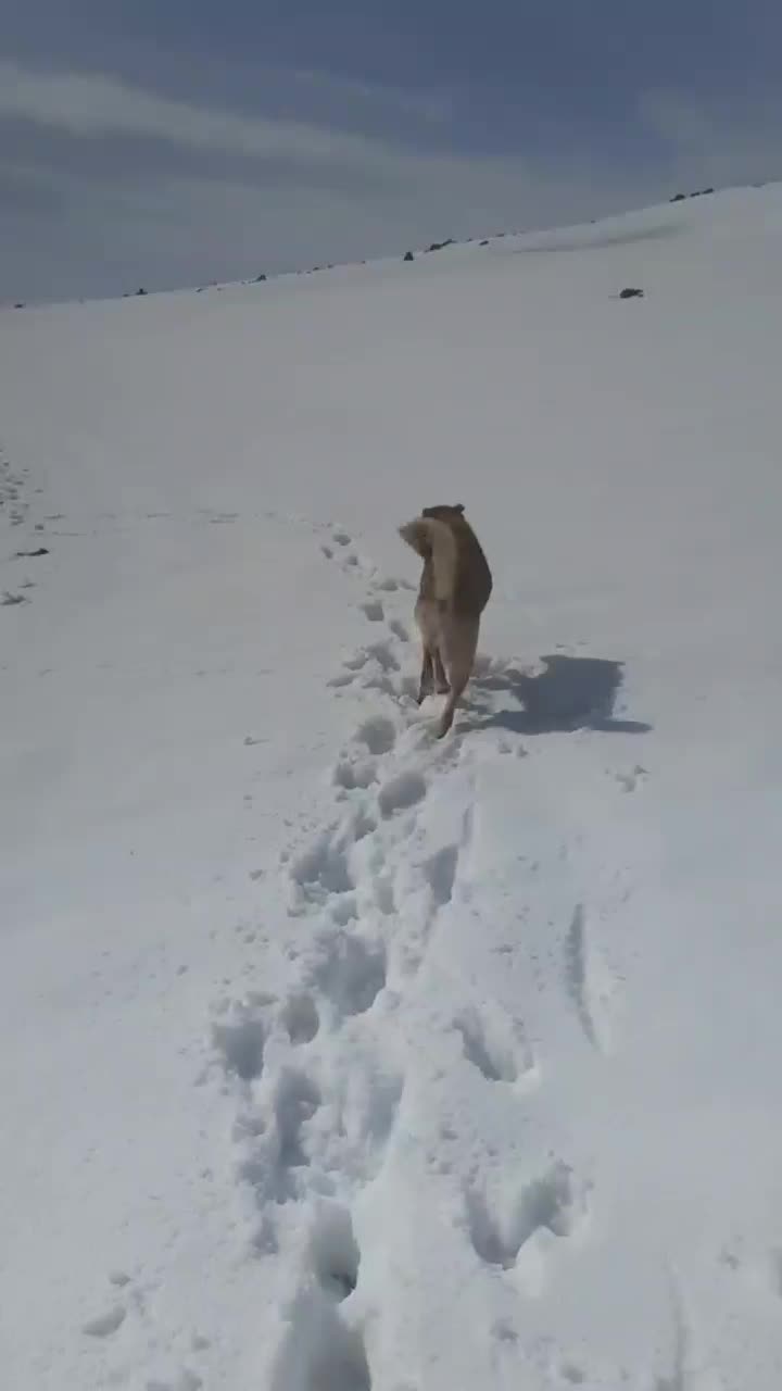 سگ.|سگ|صوفیان, |دیوار