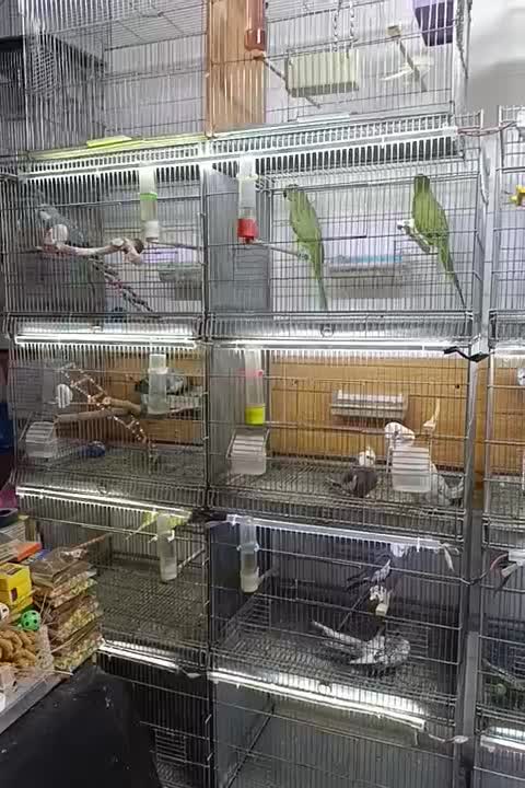 پرنده های زینتی پویا در مهاباد|پرنده|مهاباد (آذربایجان غربی), |دیوار