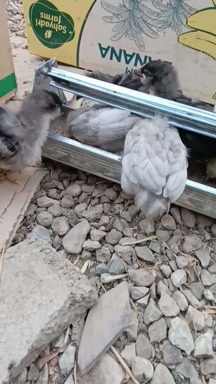 جوجه گلین|حیوانات مزرعه|خورموج, |دیوار