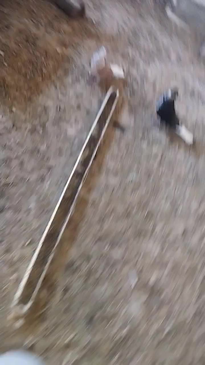 ساده افشون جفتگاه پرشی بوم|پرنده|نصر آباد, |دیوار