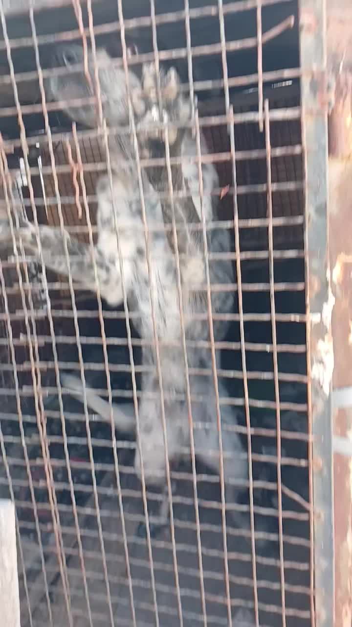 توله سگ|سگ|ماهدشت, |دیوار