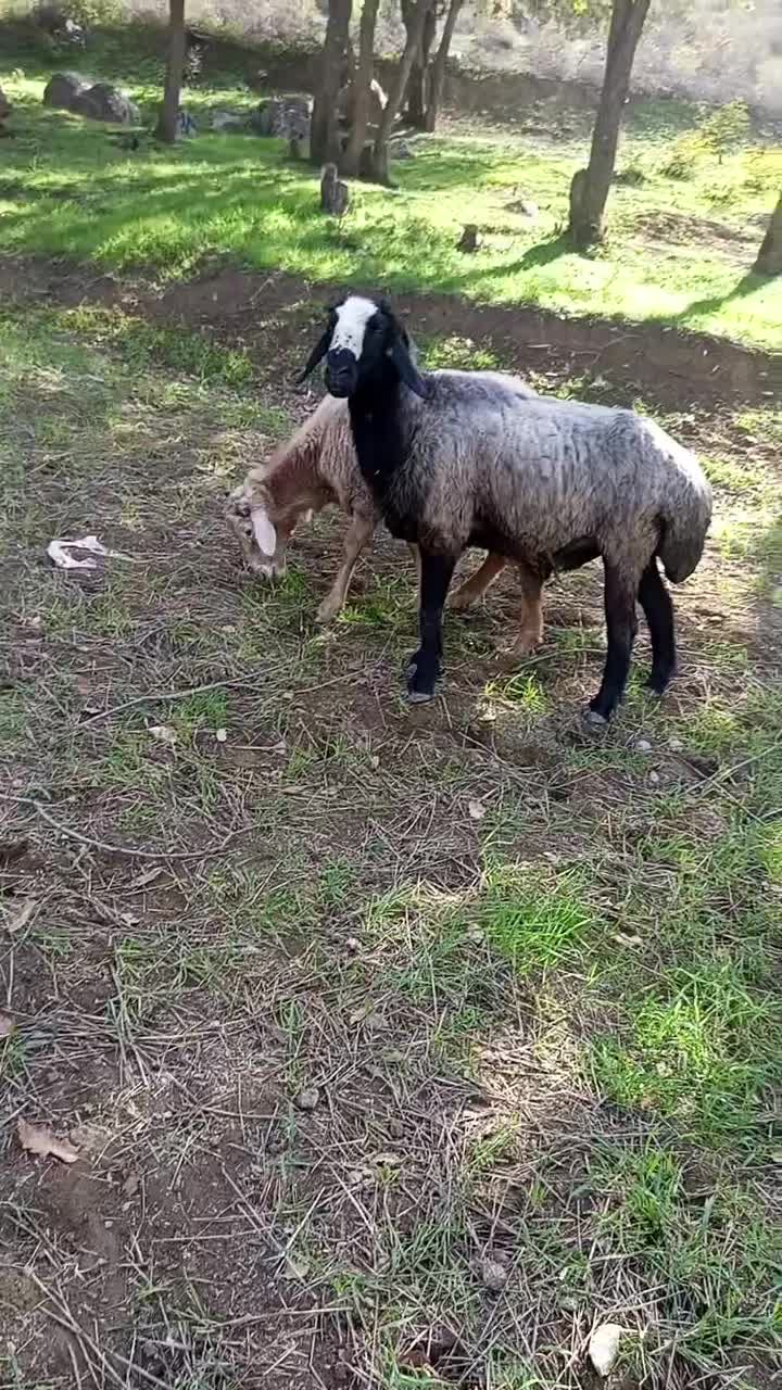 قوچ اصیل شال|حیوانات مزرعه|منجوان, |دیوار