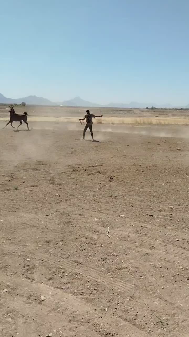 اسب|اسب و تجهیزات اسب‌سواری|خمین, |دیوار