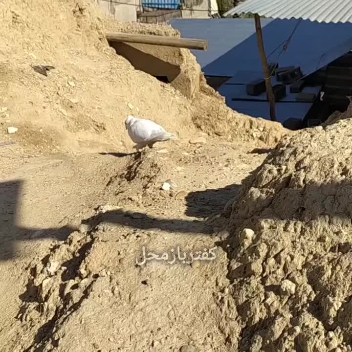 سفید بهبهونی|پرنده|شیراز, شهرک بهار|دیوار