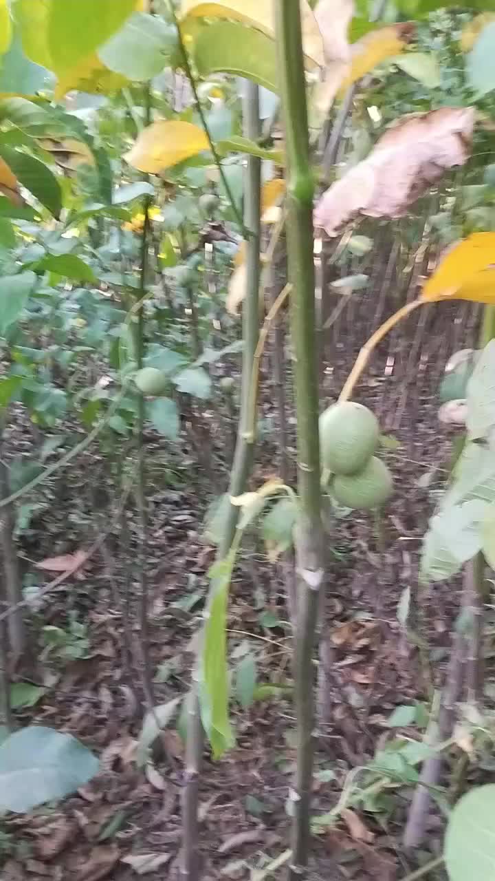 نهال گردو بادام هلو سیب آلو زردآلو آلبالو گیلاس|خدمات باغبانی و درختکاری|دورود, |دیوار